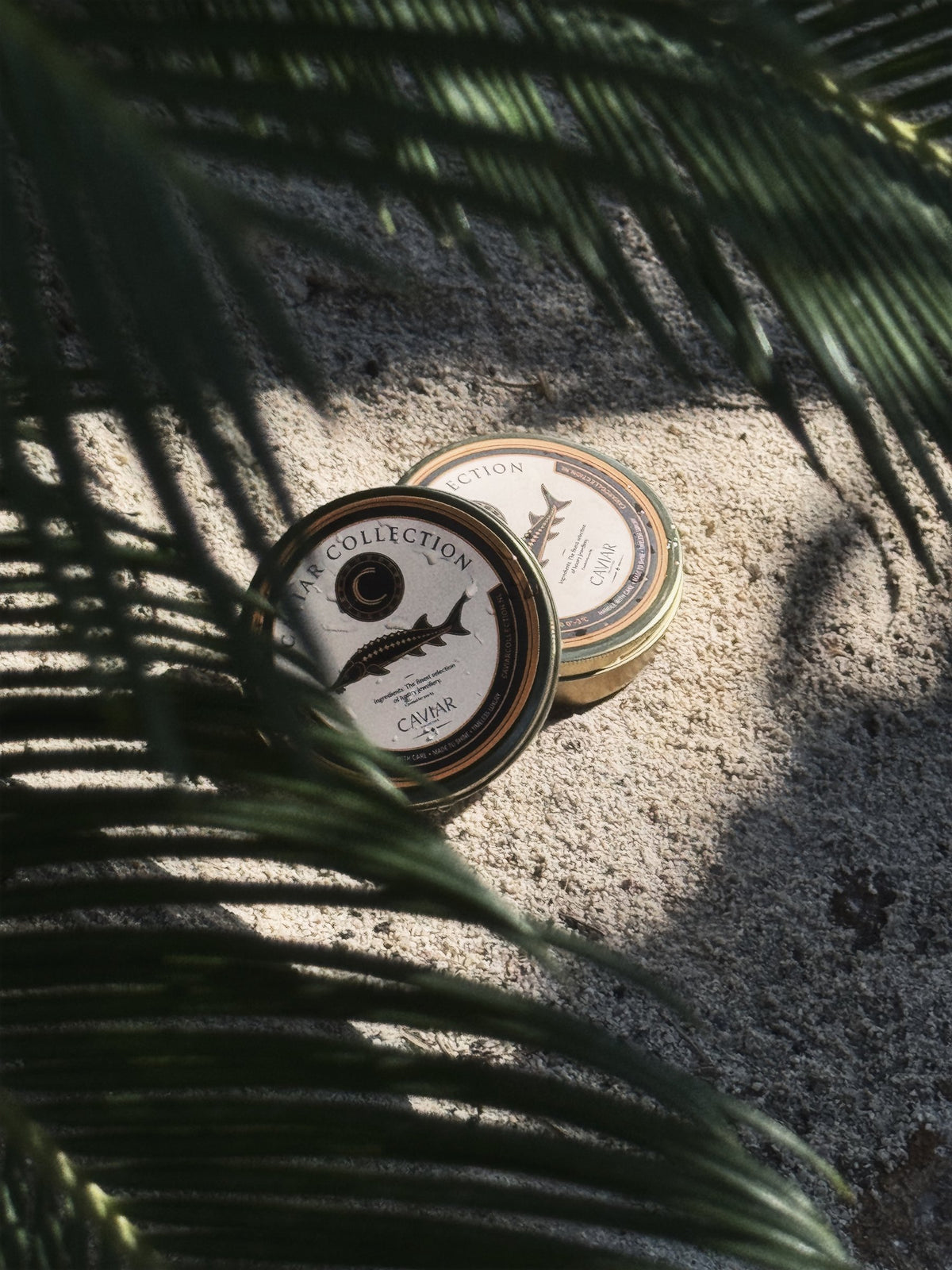 De Caviar Box in de schaduw van een palm